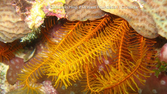 Feather star (10)7